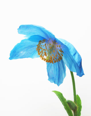 Blue Poppy