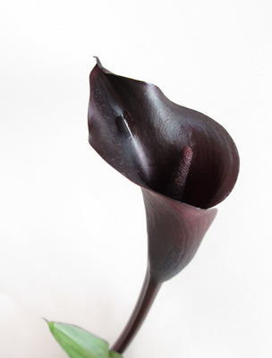 Black Calla Lily