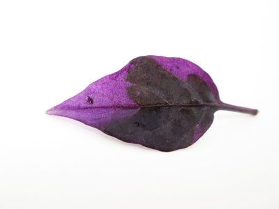 Purple Leaf