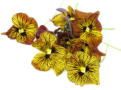 Striped Pansies