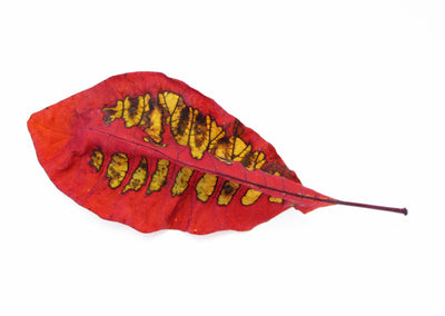 Faye's Leaf