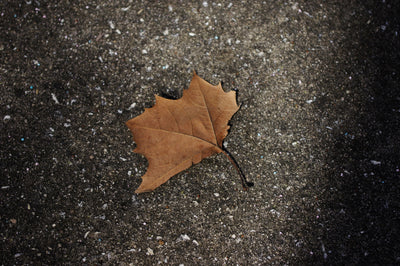 A Leaf