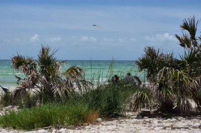 The beach in Dunedin