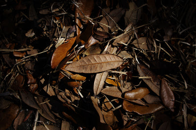Brown Leaves