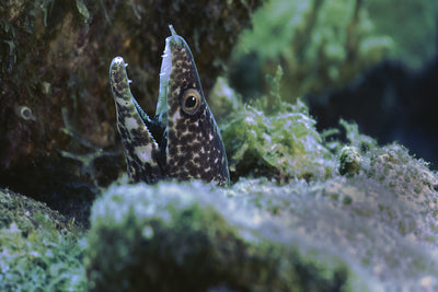 Spotted moray
