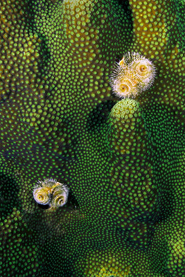 Christmas tree worm 1