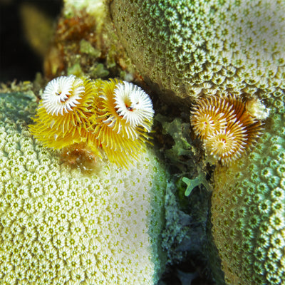 Christmas tree worm 3