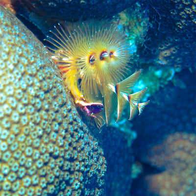 Christmas tree worm 4