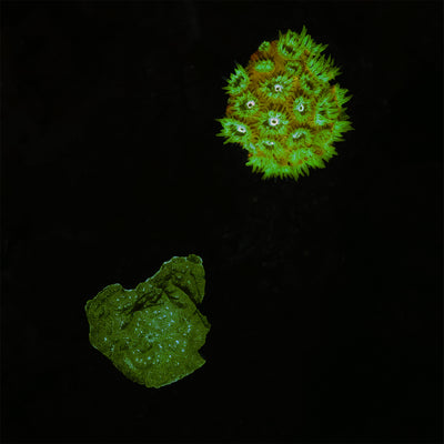 Fluorescent spiny green and red coral