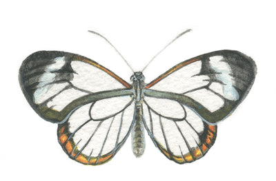 Greta Oto
