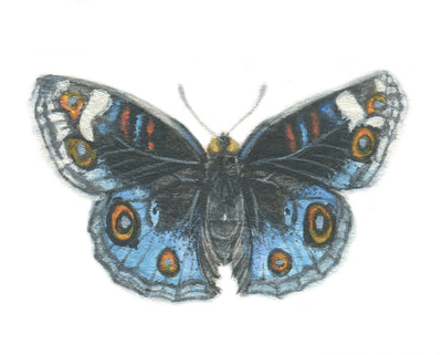 Junonia Orithya