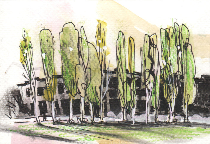 Peter Kirk Park Poplars (Central Way)