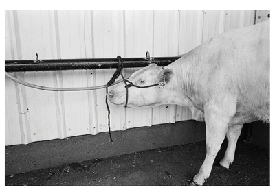 Cow on Rope