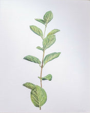 Load image into Gallery viewer, Spring Leaves II