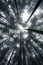 Load image into Gallery viewer, Mist