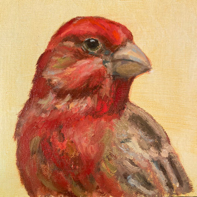 Portrait of a House Finch