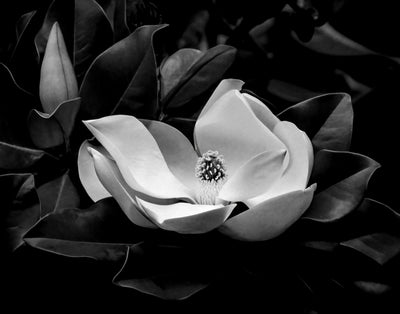 Magnolia in Magnolia