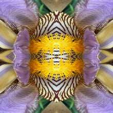 Load image into Gallery viewer, 4 Orchids