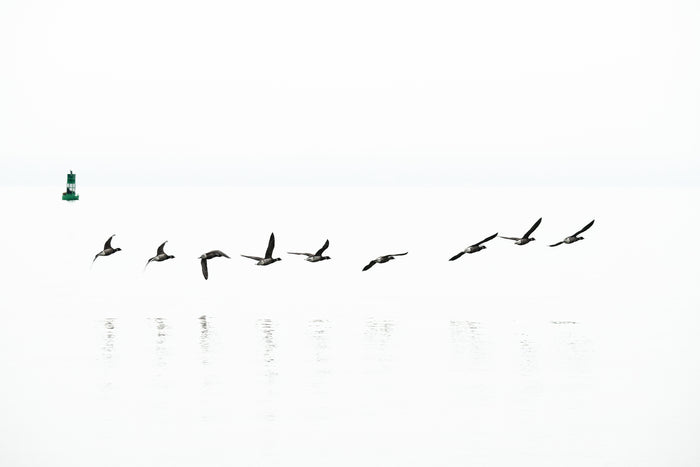 Brant Geese in Flight