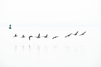 Brant Geese in Flight