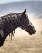 Load image into Gallery viewer, Black Beauty