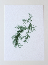 Load image into Gallery viewer, Sargassum IV (Systems' Garden series)