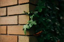 Load image into Gallery viewer, Reach for the Light