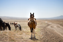 Load image into Gallery viewer, LADY