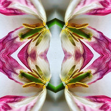 Load image into Gallery viewer, 4 tulips