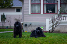 Load image into Gallery viewer, Neighborhood Watch