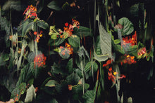 Load image into Gallery viewer, Orbis Terram II