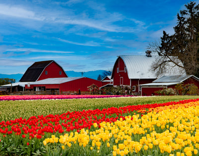 Tulip Town - Tulip Field and Barns