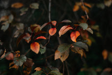 Load image into Gallery viewer, Fall Colors