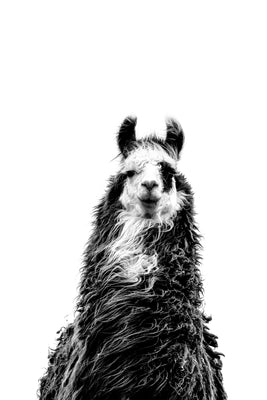 Llama