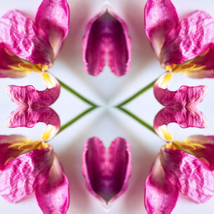 Symmetry - Tulip hearts