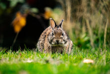 Load image into Gallery viewer, Fierce Bunny