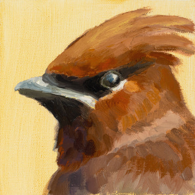 Cedar Waxwing (Bombycilla cedrorum)