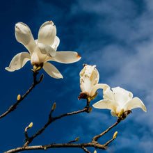 Load image into Gallery viewer, Magnolia Blossoms against a Blue Sky