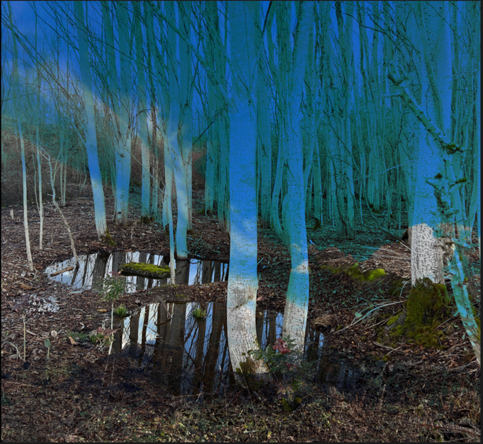 Into the Woods