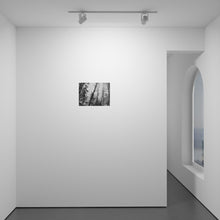 Load image into Gallery viewer, Falling Tree