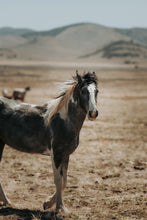 Load image into Gallery viewer, Tide