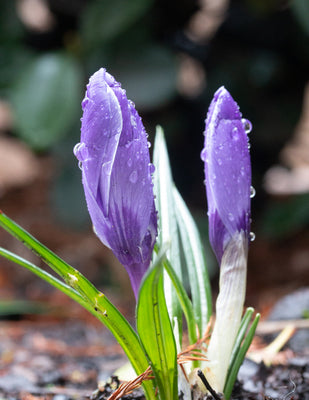Spring Arrives in the Northwest