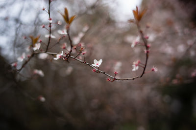 Tiny Pleasures