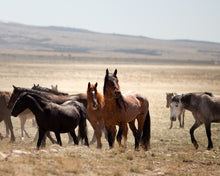 Load image into Gallery viewer, High alert