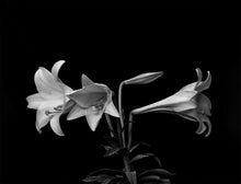 Load image into Gallery viewer, Lilies at Easter B/W