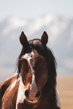 Load image into Gallery viewer, Charger Stare Down