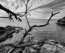 Load image into Gallery viewer, San Juan Island, branches over the water