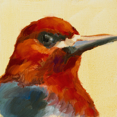 Portrait of a Red-breasted Sapsucker (Sphrypicus ruberi)