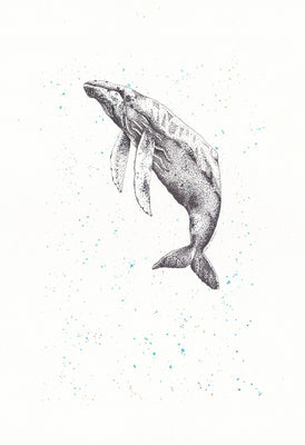 Balaenoptera musculus (1)