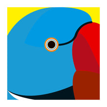 Load image into Gallery viewer, Blue Indian Ring-necked Parakeet